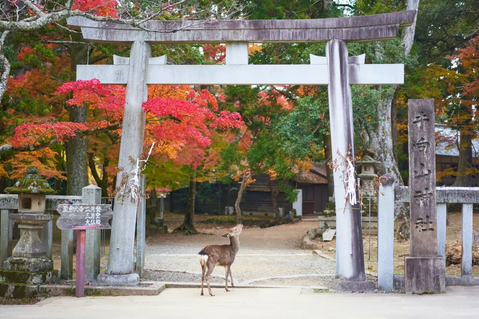 Nara Park & Hjortar